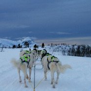 Huskyfarm in Innset (Troms)