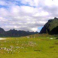 Vestvågøya – Insel der Lofoten (Nordland)