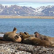 Forlandet- Nationalpark (Svalbard)